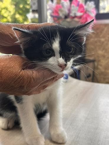 кошка сокулук: 2 айлык, Эркек, Аргын, Лотокко барууга үйрөтүлгөн — 3