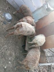 охотничий собака: Прадаёться кочкорики и ургачы тохтулар 10 мин окончательно берем — 3