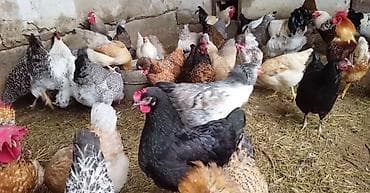 ит жалал абад: Сатам | Тооктор | Бройлер | Көбөйтүү үчүн — 2