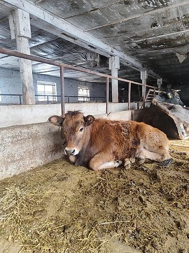 люцерна клевер: Продаю | Тёлка | Полукровка, Швицкая | Для разведения | Привязанные — 5