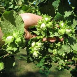 саженцы многолетних цветов: Рассада, садовые цветы. Золотой шар. многолетнее растение, Цвести — 21