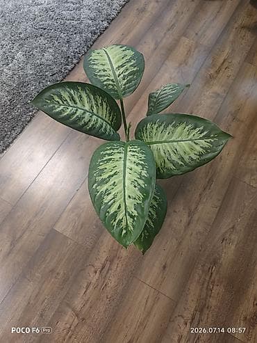 Диффенбахия (Dieffenbachia) в декоративном горшке Высота примерно