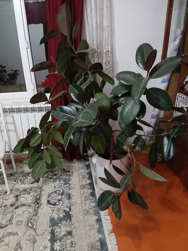 цветок черный принц: Фикус черный принц
пышный,высота 1,70
цена договорная — 1