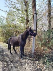 хомяк домашний купить: Продаю | Конь (самец) | Рабочий | Мерин — 5