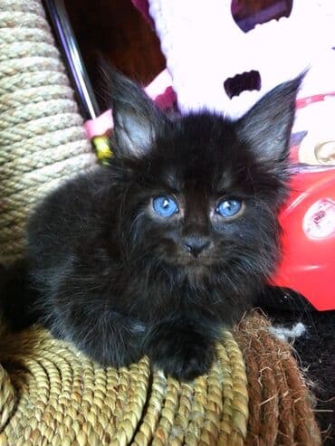 мэй кун: Котята Мейн-куны 🥳🥳🥳 продажа Элитных котята Мейн-куны, чистокровные — 3