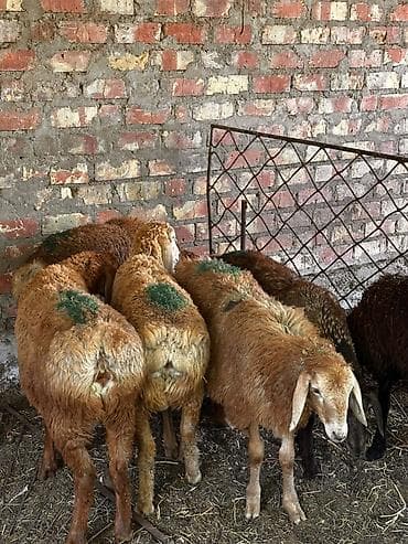 купить зерно: Продаю | Овца (самка) | Эдильбаевская | Для разведения — 1