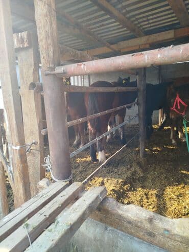 ящик для писем: Продаю | Жеребец — 2