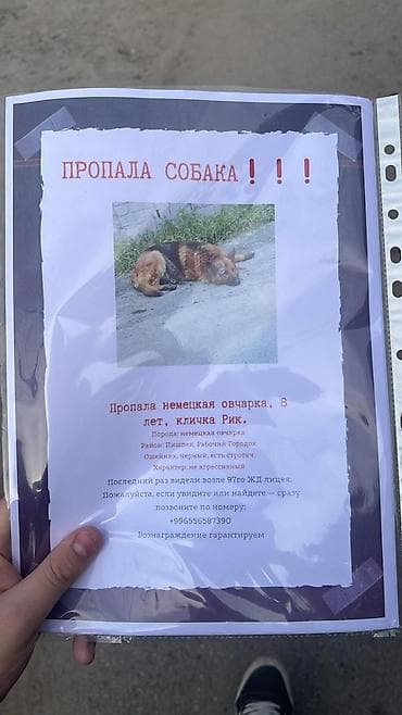 Пропала собака — немецкая овчарка, кличка Рик, 8 лет. - Порода at lalafo.kg Пропала собака — немецкая овчарка, кличка Рик, 8 лет. - Порода