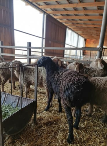 кролики фландр крол крольчата бабочка: Продаю | Баран (самец) | Арашан | Для разведения | Осеменитель — 1