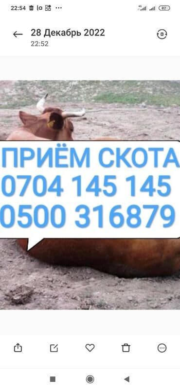 Куплю | Коровы, быки, Лошади, кони, Другие с/х животные | Круглосуточно, Любое состояние, Забитый at lalafo.kg Куплю | Коровы, быки, Лошади, кони, Другие с/х животные | Круглосуточно, Любое состояние, Забитый