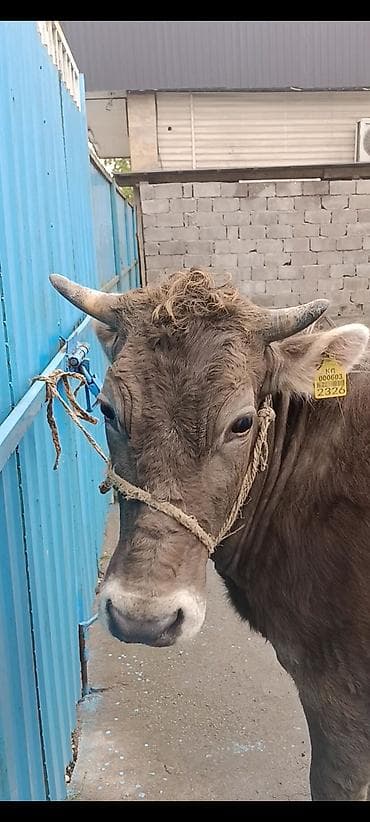 Продаю | Корова (самка) | Для молока | После отела