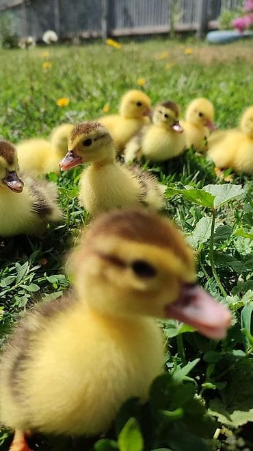 птичий рынок: Продаю утят . индоутки шипуны — 1