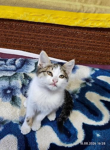 мейн кун котята: Кошка даром: Беспородная, 2 месяца, Мальчик — 3