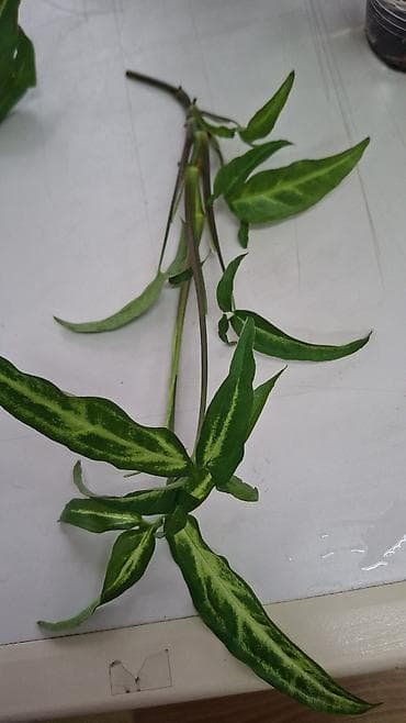 полотер: С комнатные растения (в горшках) 1) Сингониум розовый (Syngonium): - — 9