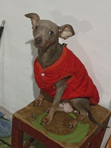 собака породы чихуахуа: Той терьер — 3