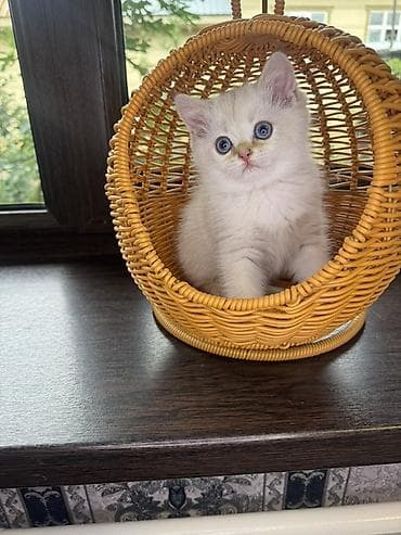 отдам кошка: Скотиш Страйт (Шотландская прямоухая), 2 месяца, Девочка, Белый, Приучена к лотку — 5