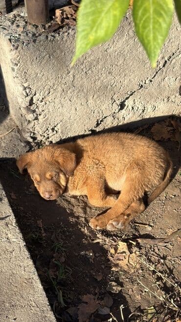 акустические системы jiteng колонка в виде собак: Щенок, рыжий окрас, короткая густая шерсть. Висячие уши, тёмная мочка — 1