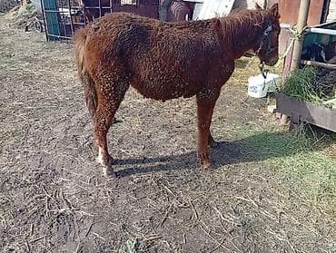 Сатам | Тай | Көбөйтүү үчүн — 1