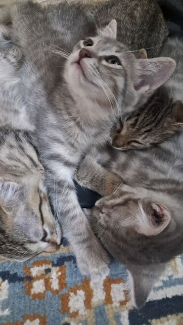 малек форели: Отдаём котят игривые ласковые в еде не привередливые 2 — 3