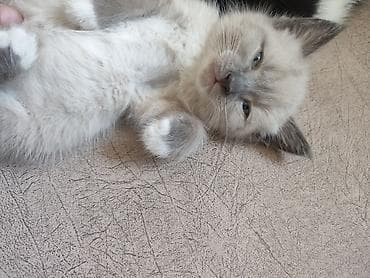 Очаровательные котята из одного помета. - Окрас: три черно-белых
