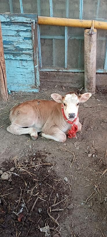 корова с теленкам: Продаю | Музоо, торпок | Симментальская | На откорм | Привязанные — 1