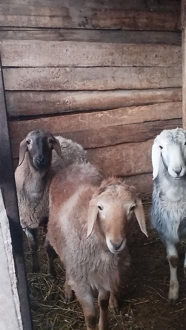 авганский баран: Продаю | Овца (самка) | Для разведения — 1