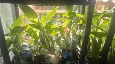 фумигатор от комаров бишкек: Продаю золотой ус Золотой ус используется широкого спектра — 5