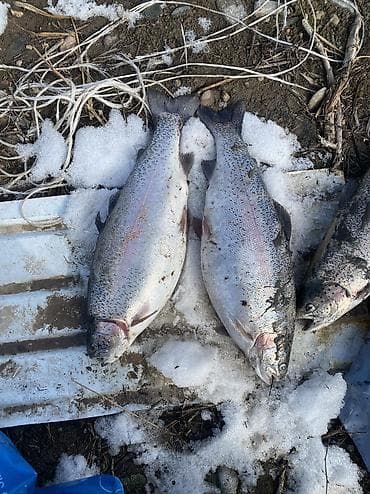 Продаю 230 граммовый форель Дания На речке переболевшие 3 раза at lalafo.kg Продаю 230 граммовый форель Дания На речке переболевшие 3 раза