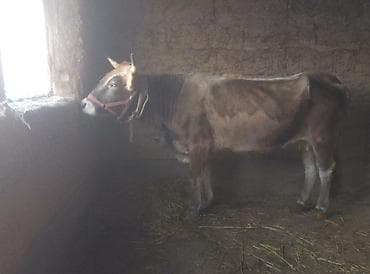 куплю туки: Продаю | Корова (самка) | Швицкая | Для молока | Племенные — 3