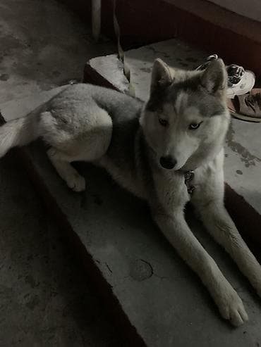 самоед бишкек: Сибирский хаски — красивый, активный и умный компаньон 5 месяца с — 2