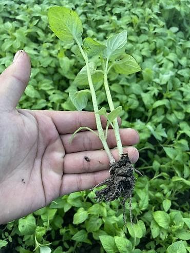 заклад: Рассада овощных культур из грунтовой теплицы - Перец сладкий: крепкие — 5