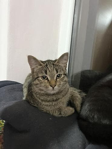 отдам котенка в добрые руки: Кошка даром: Беспородная, 9 месяцев, Девочка, Приучена к лотку — 2