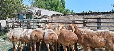 Продаю | Овца (самка) | Арашан | Для разведения | Матка