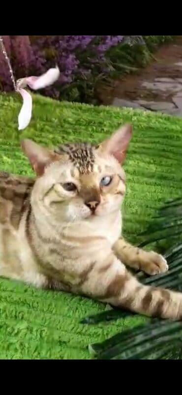 рэгдолл цена бишкек: Бенгал, 2 жаш, Эркек, Ак, Бычылган, Лотокко барууга үйрөтүлгөн, Курттардан тазаланган — 7