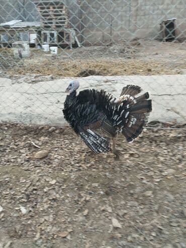 бишкек купить ноутбук: Электрокамин Firelight, 2000 Вт, Светодиодная технология (LED) — 1