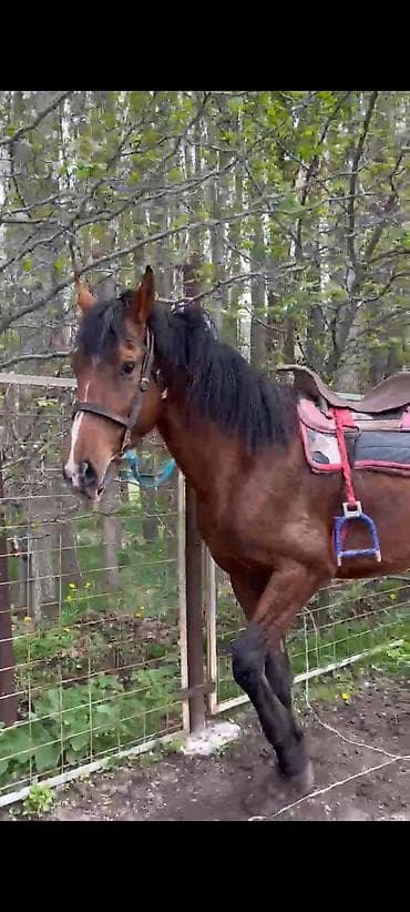 шивис уйлар: Продаю | Жеребец | Рабочий | Мерин — 2