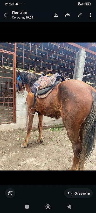 жеребец дончак: Продаю | Конь (самец), Жеребец | Полукровка | Конный спорт, Для разведения, Рабочий — 3