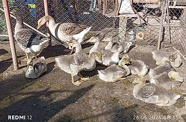 бенгальская кошка цена бишкек: Продаю месячных гусят, породы: серая крупная. Родители, с Перьми — 4