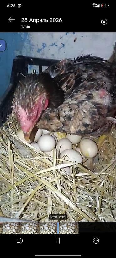 животные птицы: Продаю | Петух | Бойцовая | Для разведения — 1