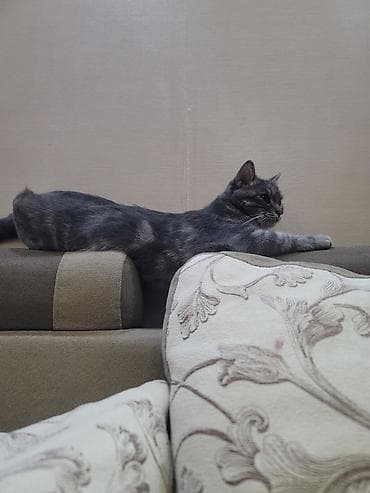 домашний животные: Кошка даром: Беспородная, 2 года, Девочка, Приучена к лотку — 9