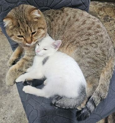 отдам котят в добрые руки бишкек: Отдам в добрые и заботливые руки чудесных котят! Нашим малышам уже 3–4 — 2