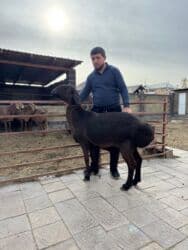 продажа козлов: Продаю | Овца (самка) | Арашан | Для разведения | Матка — 11