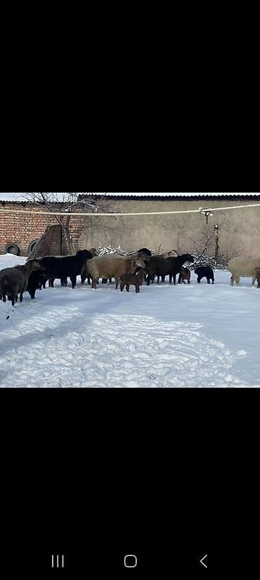 Собаки: Продаю | Овца (самка) | Полукровка | Для разведения | Племенные — 5