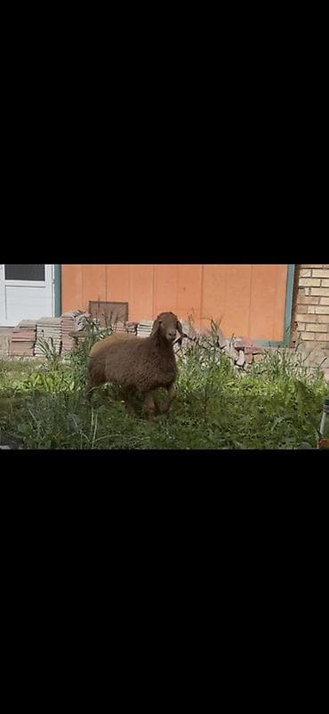 сколько стоит енот: Продаю | Овца (самка) | Арашан | Для разведения | Ярка — 2