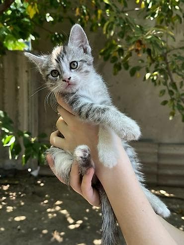Котёнок, полосато-белый окрас (серебристый табби с белыми лапками и at lalafo.kg Котёнок, полосато-белый окрас (серебристый табби с белыми лапками и
