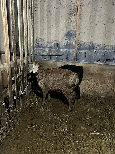 сена тук: Продаю | Баран (самец) | Для разведения — 2