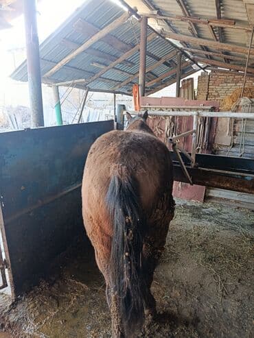 в добрые руки собаку: Продаю | Жеребец — 2