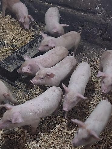 собаки рынок в бишкеке цены: Продаю | Поросенок | Крупная белая | На забой — 2