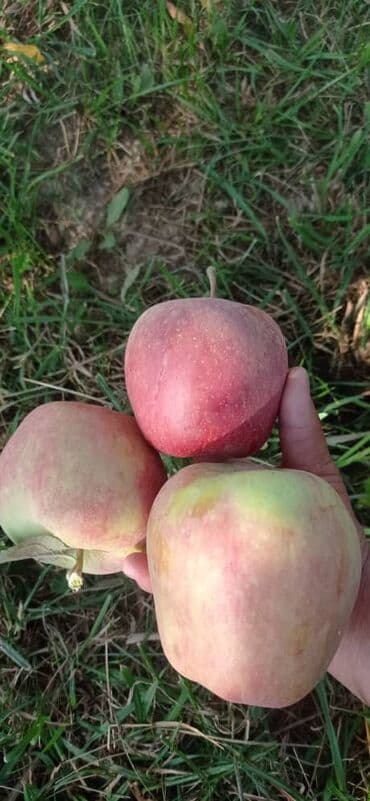 Яблоки at lalafo.kg Яблоки