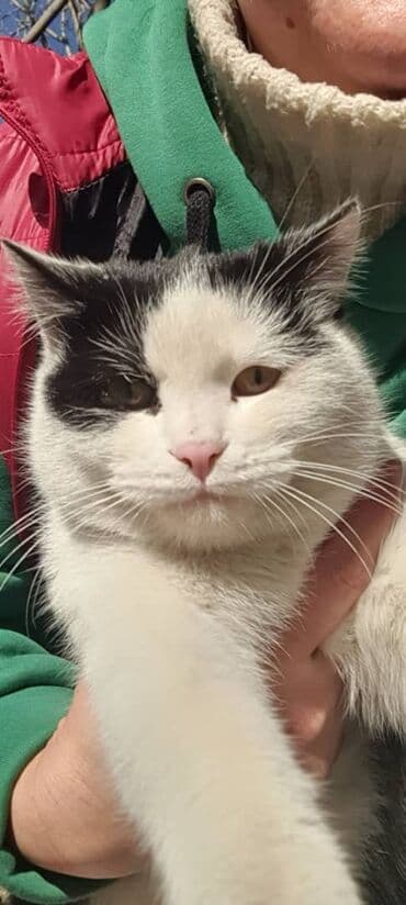 Беспородная, 1 год, Мальчик, Биколор, Приучена к лотку, Проглистована